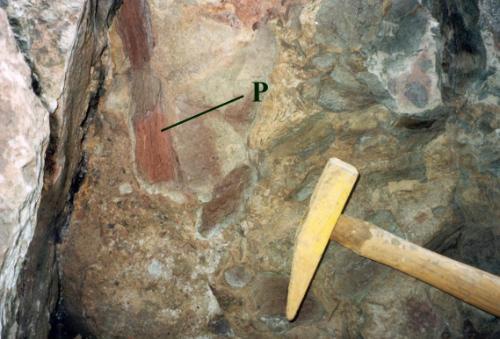 Base of a sandstone bed in the Quarry Hill Sandstone Formation at Quarry Hill, Rhynie, showing fossilised plant debris (P).