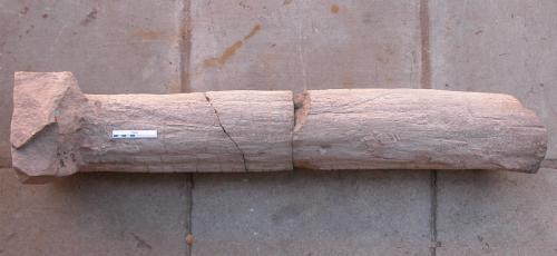 Sandstone cast of a probable nematophyte 'log' from the quarries at  Quarry Hill, Rhynie, as reported by Newlands (1913) (scale bar = 10cm).