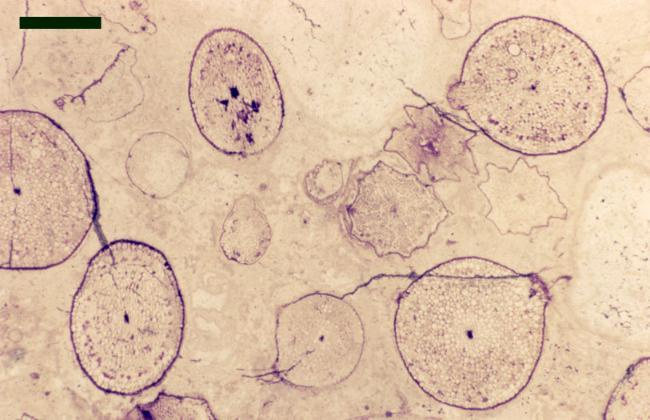 Transverse sections through axes of Rhynia gwynne-vaughanii. The star-shaped axes, right of centre, are a result of shrinkage during decay and desiccation of the stems (scale bar = 1mm).