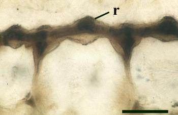 Transverse section through the cuticle of Rhynia showing the median ridges (r) (scale bar = 50μm) (Copyright owned by University of Münster).