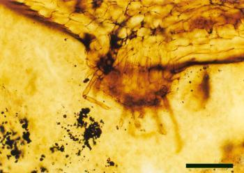 A hemispherical projection on a Rhynia axis bearing tufts of rhizoids (scale bar = 250μm).