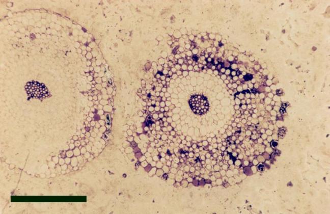 Transverse sections through rhizomal axes of Trichopherophyton teuchansii (scale bar = 1mm).