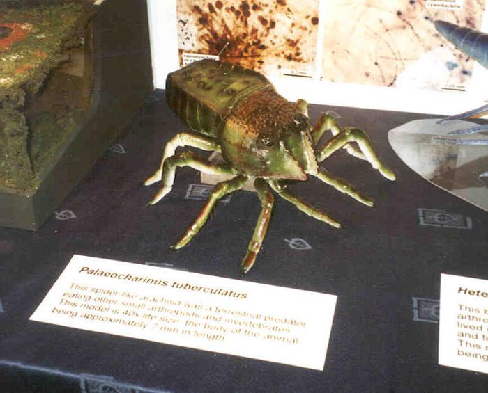 Model of the trigonotarbid arachnid Palaeocharinus.