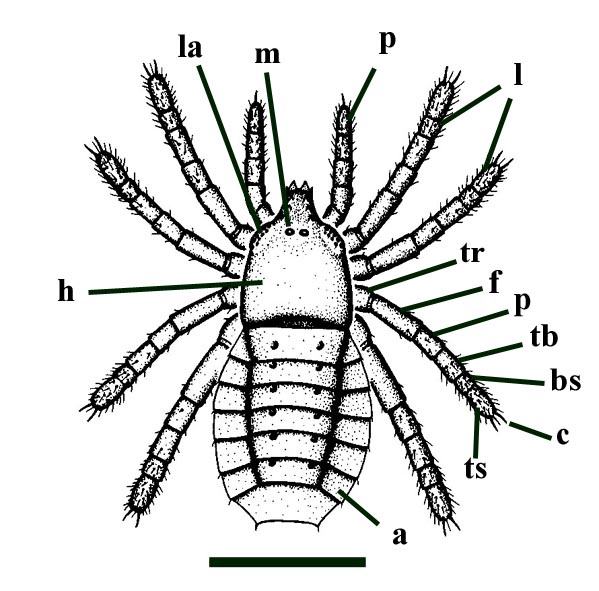 Reconstruction of a trigonotarbid arachnid from the Rhynie chert, Palaeocharinus rhyniensis; showing segmented abdomen (a), walking legs (l), pedipalps (p) and head (h) with lateral (la) and median eyes (m). The walking legs may be subdivided into the trochanter (tr), femur (f), patella (p), tibia (tb), basitarsus (bs) and telotarsus (ts) with a paired apical claw (c). The chelicerae and the coxae