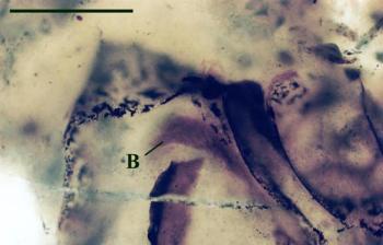 Close-up of the anterior of the abdomen of Palaeocharinus rhyniensis (the same specimen in the heading photograph) showing the lamellate book lungs (B) (scale bar = 500 μm).