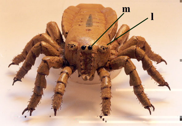 An anterior view of Palaeocharinus rhyniensis showing the separate lateral (l) and median (m) eye tubercles (Copyright owned by Jason Dunlop).