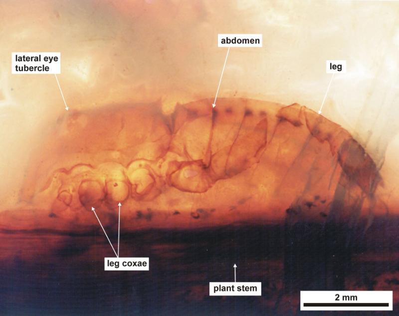 Lateral view of a near complete Palaeocharinus specimen preserved within the straw of a decayed plant stem. The dark base of the image represents the xylem strand of the plant.