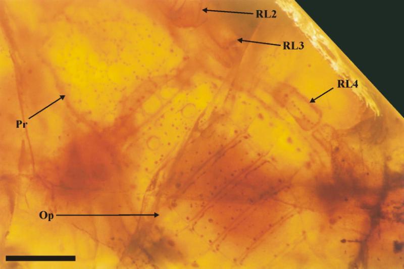 Dorsal view of a near-complete specimen of Palaeocharinus tuberculatus in Windyfield chert, showing prosoma (Pr), opisthosoma (Op), and the rear three right leg appendages (RL2-4) (scale bar = 1 mm).