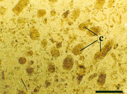 Chert with loosely packed coprolites (c). The bed this particular thin section came from must have been deposited in an aquatic environment, possibly a pond. These coprolites were probably produced by small crustaceans (scale bar = 500μm).