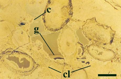 Thin section of Windyfield chert, from the same massive and vuggy block illustrated above, showing partially decayed stems and sporangia of Ventarura lyonii enclosed in a patchy, organic-rich, clotted chert matrix (cl). Open voids in the matrix have been lined with an overlay of chert cement (c) and later in filled by geopetal sediment (g) and cryptocrystalline chert. The preservation of this open