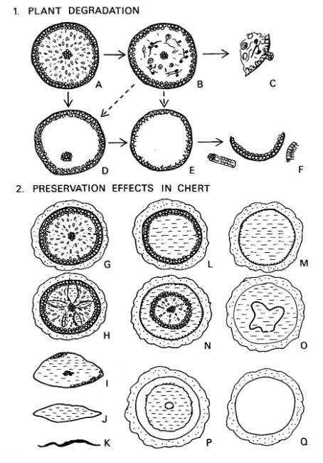 Simplified diagram showing the various effects of (1) Plant degradation prior to silicification, and (2) the silicification process in the cherts.