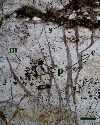 Brecciated nodular chert showing chert matrix (m) with scattered framboids of pyrite (p). Fractures resealed by later cryptocrystalline chert (c) have not affected the intercalated sediment (s) (scale bar = 300μm)