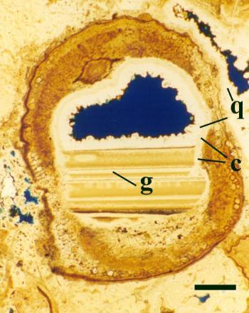 Geopetal layers (g) in a straw of Aglaophyton major, denoting the image is the correct 'way-up'. Notice also earlier 'straw-lining' overlay of chert cement (c) and the later generation of quartz cement (q) lining the remaining void space after the geopetal fill (scale bar = 1mm).