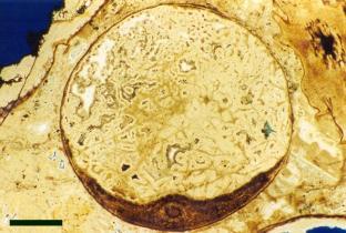 Decayed stem of Aglaophyton with the xylem strand and remainder or the internal cells collapsed to the base of the straw. The resulting void is traversed by a mesh of filaments (probably fungal hyphae) (scale bar = 1mm).