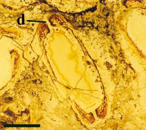 Section through an empty sporangium of Ventarura showing the well-developed marginal dehiscence mechanism (d) (scale bar = 1mm).