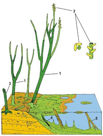 reconstruction of the general anatomy of Ventarura