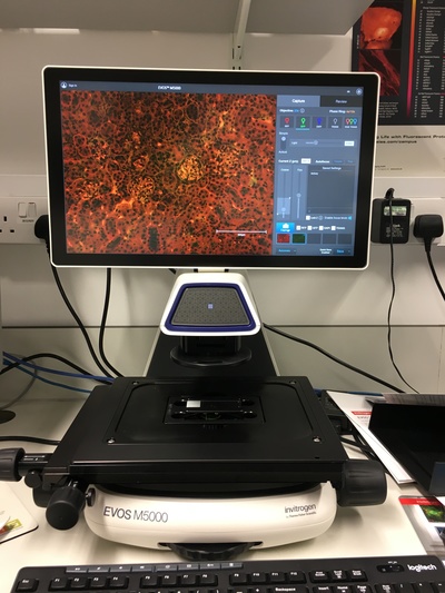 Image of EVOS M5000 fluorescence microscope