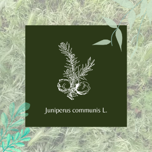 Juniperus communis L.