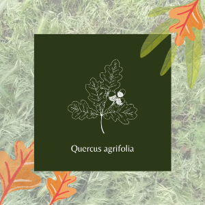 Quercus agrifolia