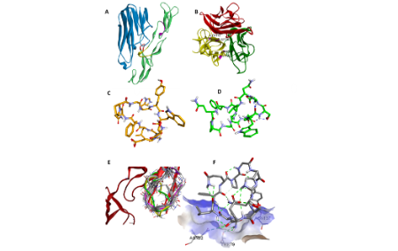 molecular models of different enzymes and enzyme complexes