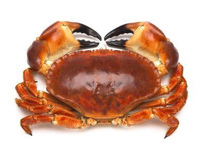 Crab