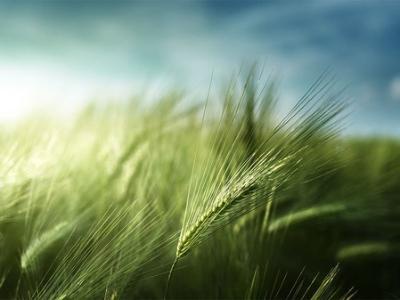 Field of barley