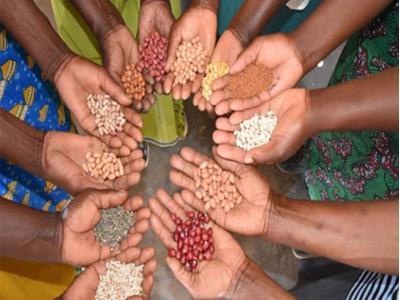 Hand holding seeds and beans