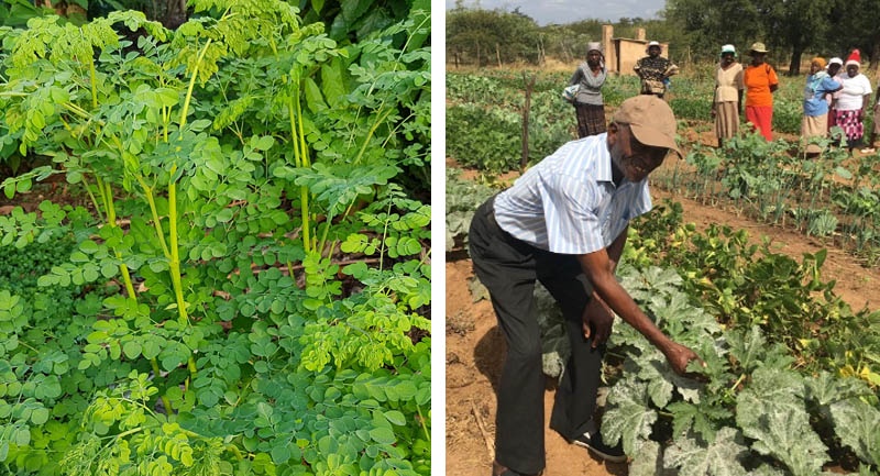 Moringa growing