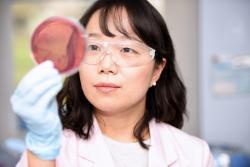 researcher looking at red liquid in petri-dish