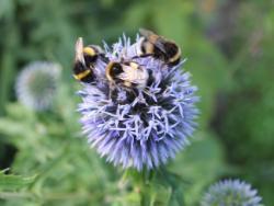 Bees on a flower / Photo by Laura Gates