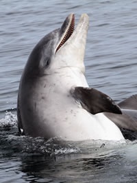 Dolphin