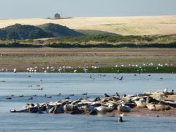 Seals at Forvie Beach / Photo by Colin Denholm