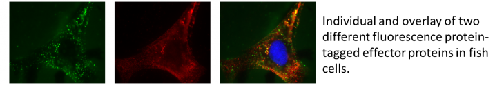 Individual and overlay of two different fluorescence protein-tagged effector proteins in fish cells