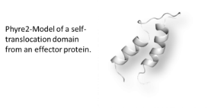 Phyre2-Model of a self-translocation domain from an effector protein