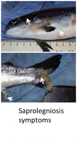 Fish displaying saprolegniosis symptoms