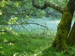 Scolty Woodland / Photo by Colin Denholm