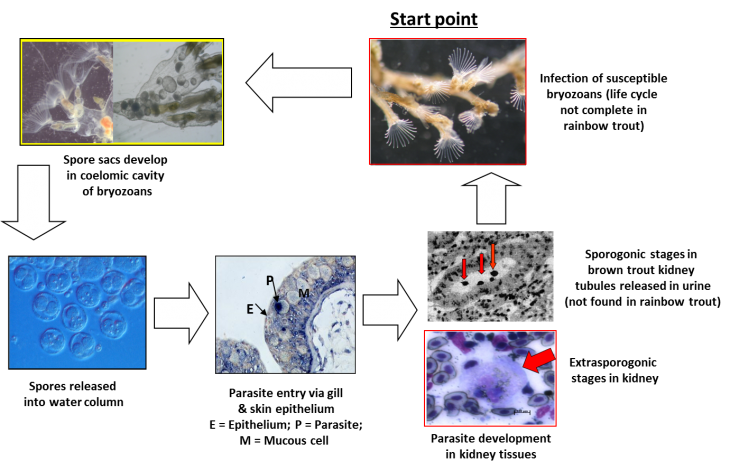 Diagram showing the life cycle and route of infection by the parasite which causes PKD