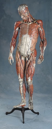 Anatomy model