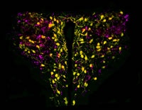 Nerve endings from the NTS that innervate the paraventricular hypothalamic nucleus - a brain region crucial for appetite control