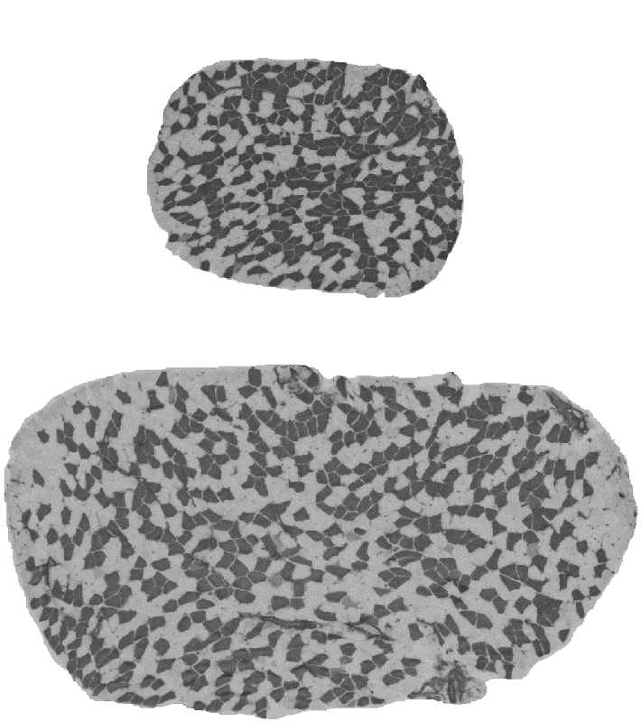Cross-section of soleus muscle from BEL (top) and BEH (bottom) mouse strains