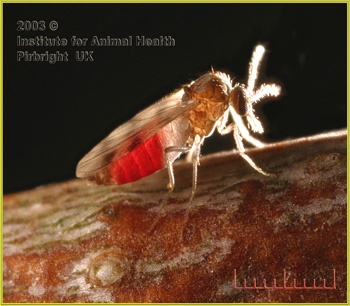 Common biting midge courtesy of Institute for Animal Health, Pirbright UK