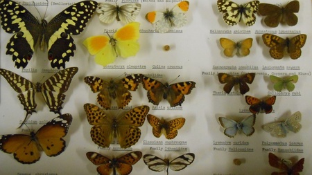 Zoology Museum insects