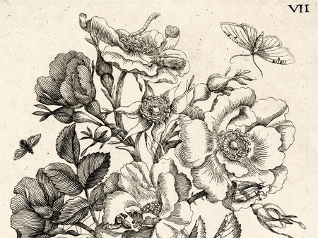 Maria Sibylla Merian (1647 - 1717) Illustrator of Insect Life: Scientific Discoveries