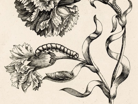 Maria Sibylla Merian (1647 - 1717) Illustrator of Insect Life: Expeditions