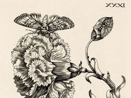 Maria Sibylla Merian (1647 - 1717) Illustrator of Insect Life: Entomology