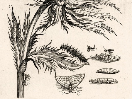 Maria Sibylla Merian (1647 - 1717) Illustrator of Insect Life: Metamorphosis