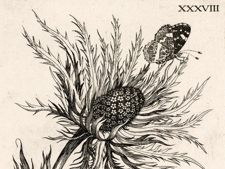 Maria Sibylla Merian (1647 - 1717) Illustrator of Insect Life: Caterpillars