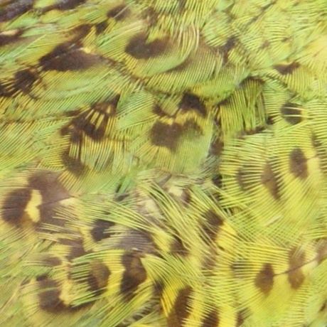 Patterned feathers - could you draw these just by touch?