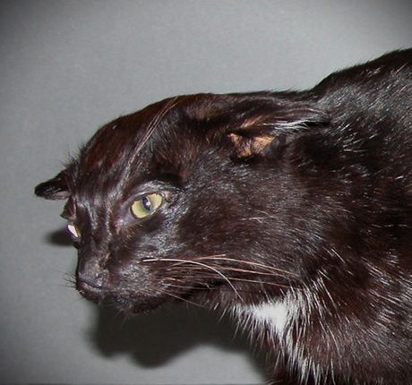 Kellas Cat, University Collections