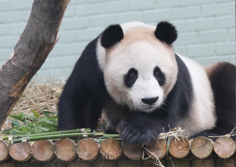 Scotland and its 21st Century Zoos